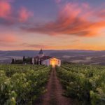 Les secrets des vendanges nocturnes : fraîcheur et intensité aromatique au rendez-vous