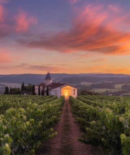 Les secrets des vendanges nocturnes : fraîcheur et intensité aromatique au rendez-vous